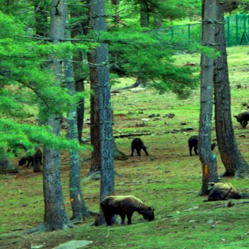 Takin Preserve